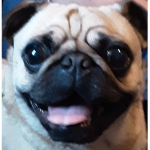 Small_Dog_Nation