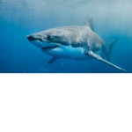 Sharktooth Fan Club