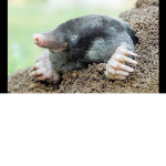 Moles United!!