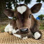 Cutie Cow Boutique