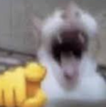 코일