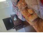 Robux is cool right cat dog