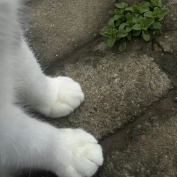 🌿⋆｡°✩