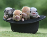 PIGGIE PLAYZ