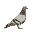 [SEA] Pigeonia Navy Division
