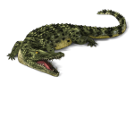 Crocodile Final