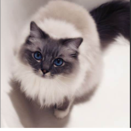 siamese cats