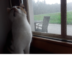 PurpelFluffyUnicorns
