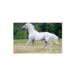 Equestrians Unite
