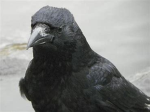 Crows Wisdom