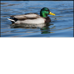 Ducks-United!