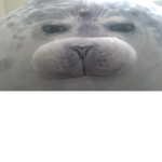 Da Seal Fan Club