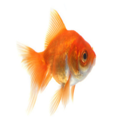 goldfish #29 Roblox decal