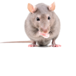 DUH COOL RATS