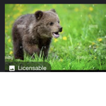 Brown Bear Squad BEARS