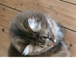 The. Cat
