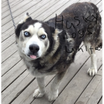 Husky Dogs United