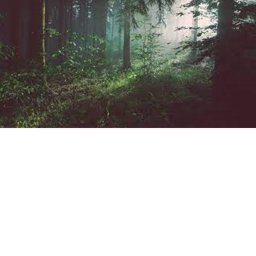 Timber Time