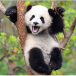 Da pandas: )