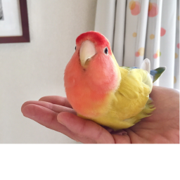 Parrot hangout! [V.1]
