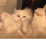 Meow.Cats
