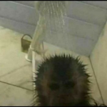 Monke shower