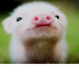 Piggy icon