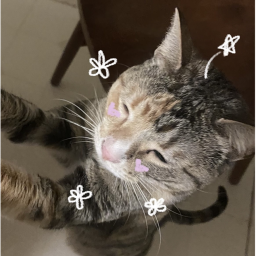 meow