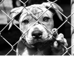 Dog Rescue Group