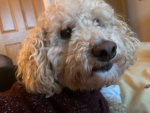 Pookieslaysgames