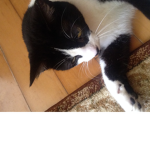 KittiesForever