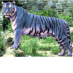 Blue tiger club