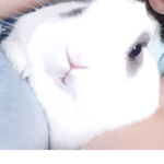 Lina_fp