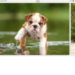 Savage puppy club