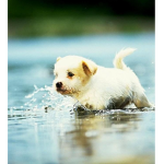 ~Cute dogs