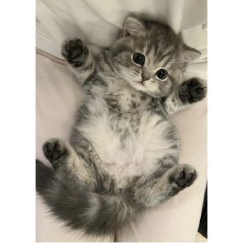 mimimimmimimi