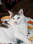 Kitttyluv
