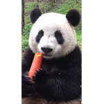 Panda ppl ye