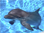 dolphin group