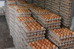 EGG PEOPLE UNITE