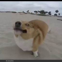 Dog island