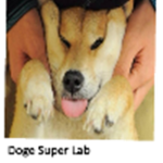 Doge Super Lab