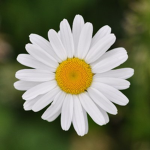 Flower Power Force