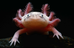 The Axolotl's Clan