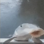 Abyssopelagic Zone