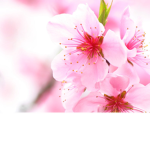 fan group of sakura
