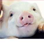 Pigs can fly group