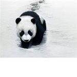 Official Panda Team