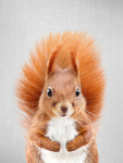 sqiurrel club