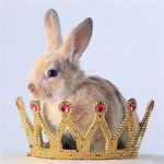 Bunny Kingdom!!